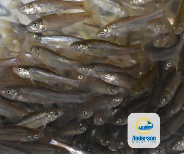 Live fathead minnows