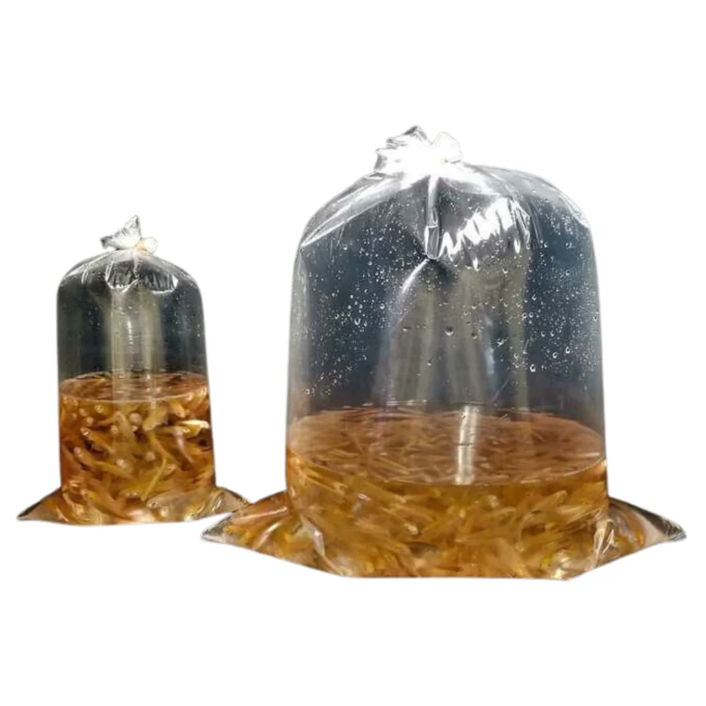 Live fish sealed in oxygenated shipping bags