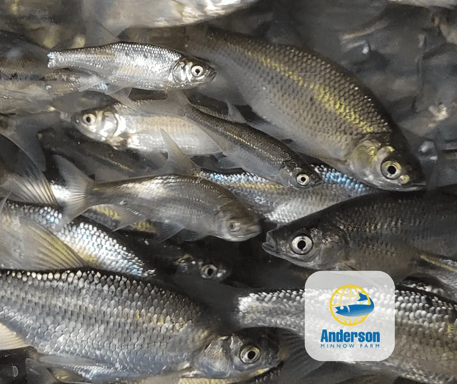 Live golden shiner minnows